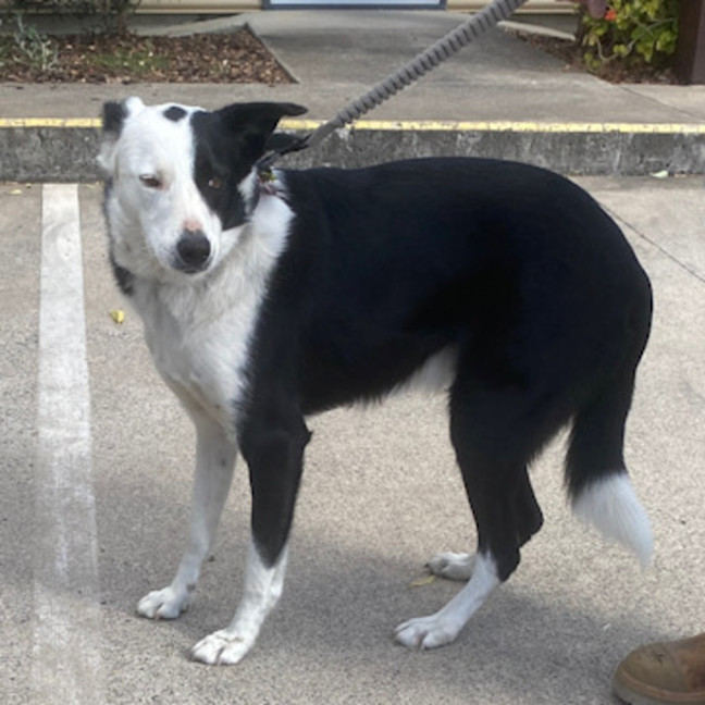 Photo of Koda