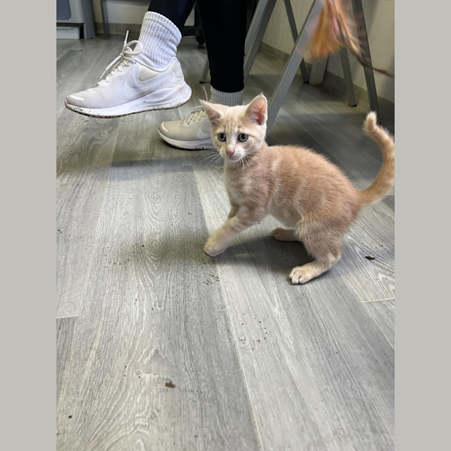 Photo of Simba