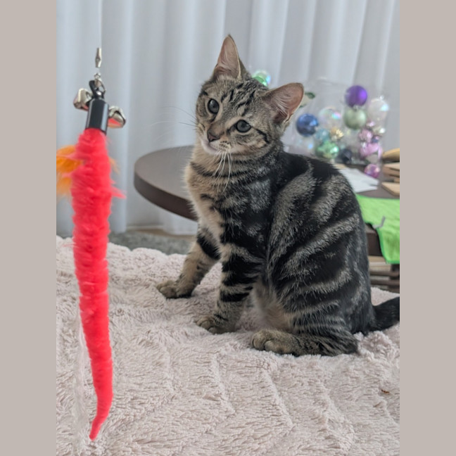 Photo of Flintavious 