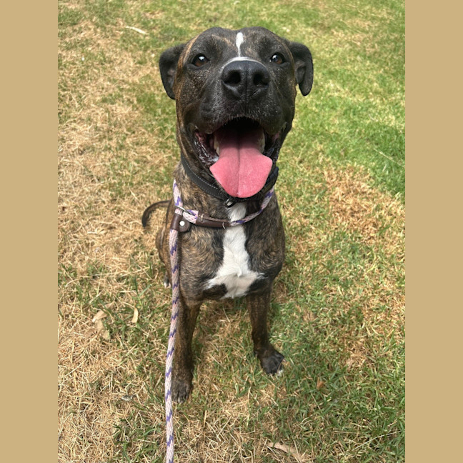 Photo of Boomer