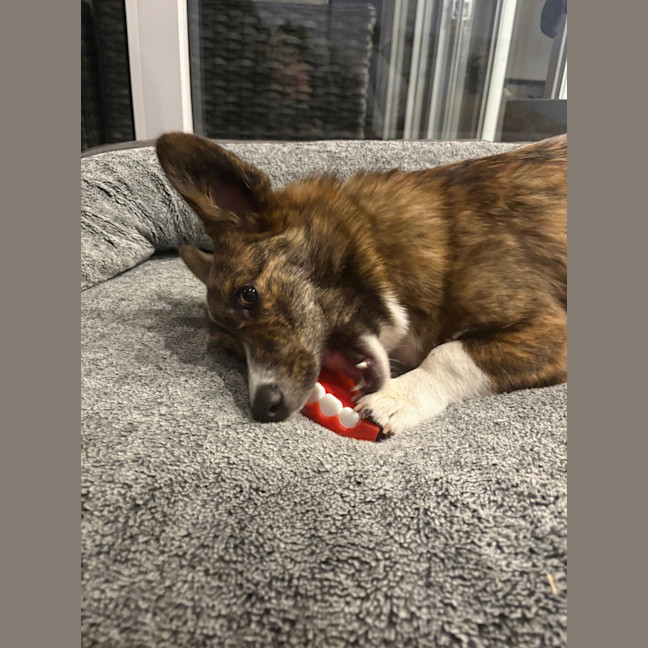 Photo of Rocky   1 Year Old Cardigan Corgi