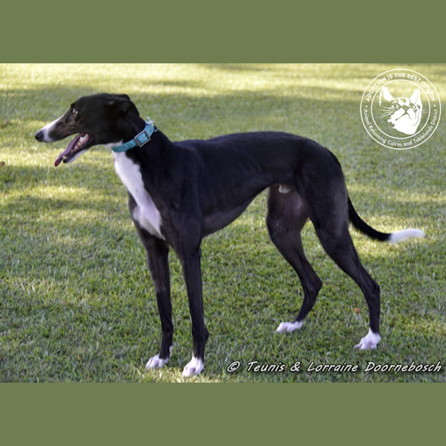 Photo of Logie (Balfe Street Boy)