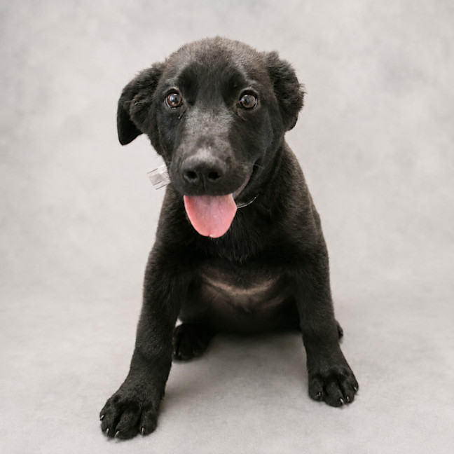 Photo of Remington