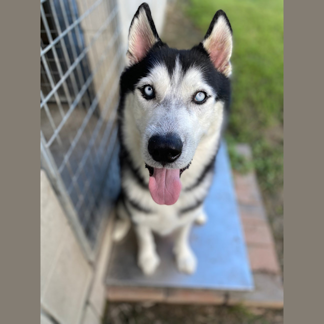 Photo of Nanook