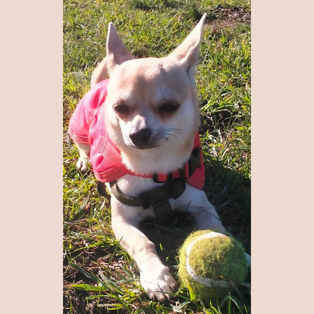 Photo of Taco