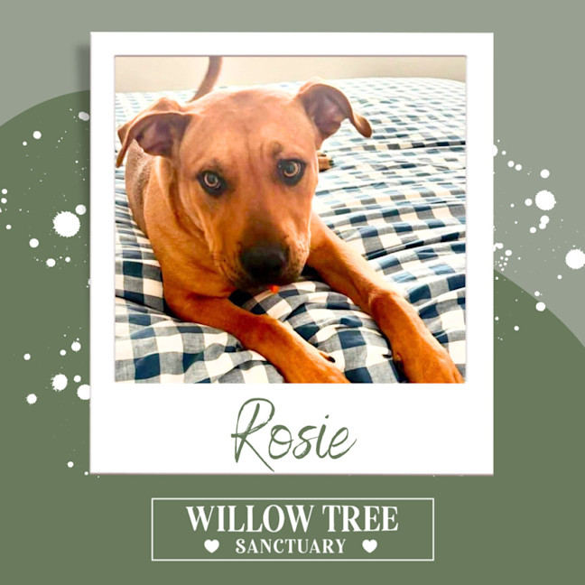 Photo of Rosie