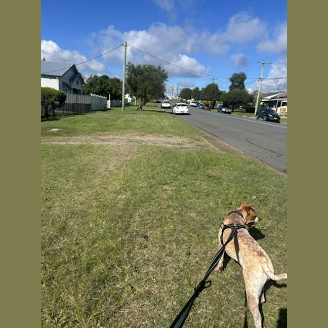 Photo of Bulla   10 Month Old Cattle Dog X Shar Pei