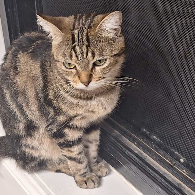 Photo of Whisper