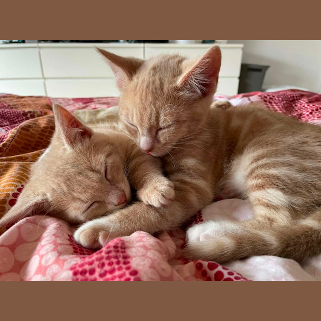 Photo of Simba   In Foster Care In Bentleigh East