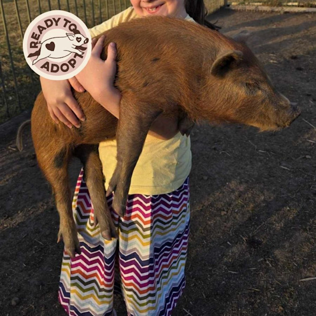 Photo of The Piglets