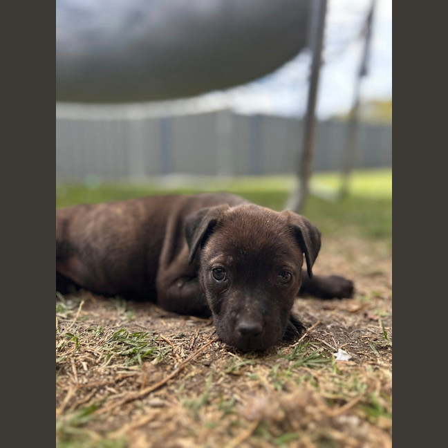 Photo of Stella (Was Karma)