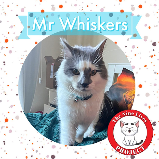 Photo of Mr Whiskers *9 Lives Project Rescue*