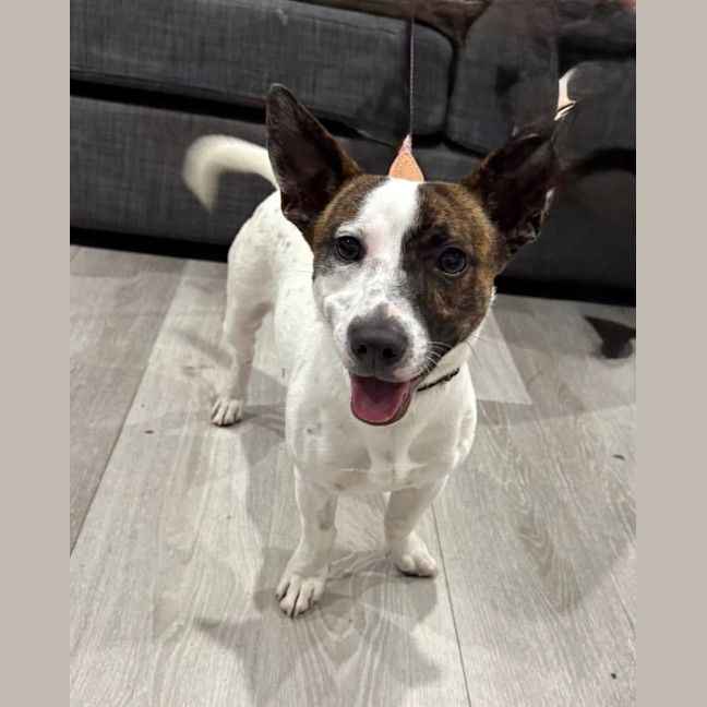Photo of Turbo