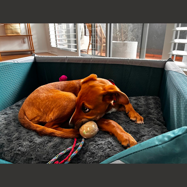 Photo of Abbie   4 Month Old Bull Arab X