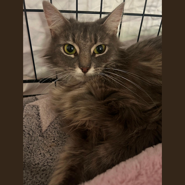 Photo of ✨ Hazel & Harmony ✨