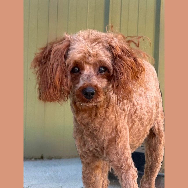 Photo of Buddy 