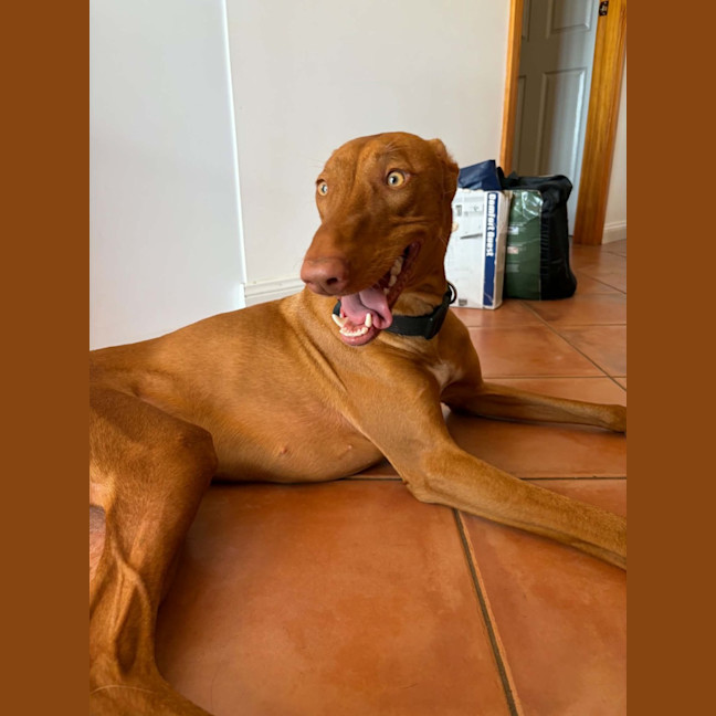 Photo of Sage
