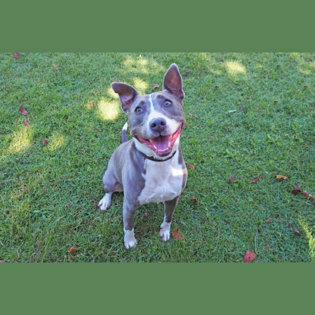 Photo of Bluey