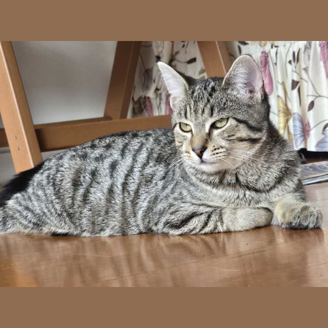Photo of Mirchi