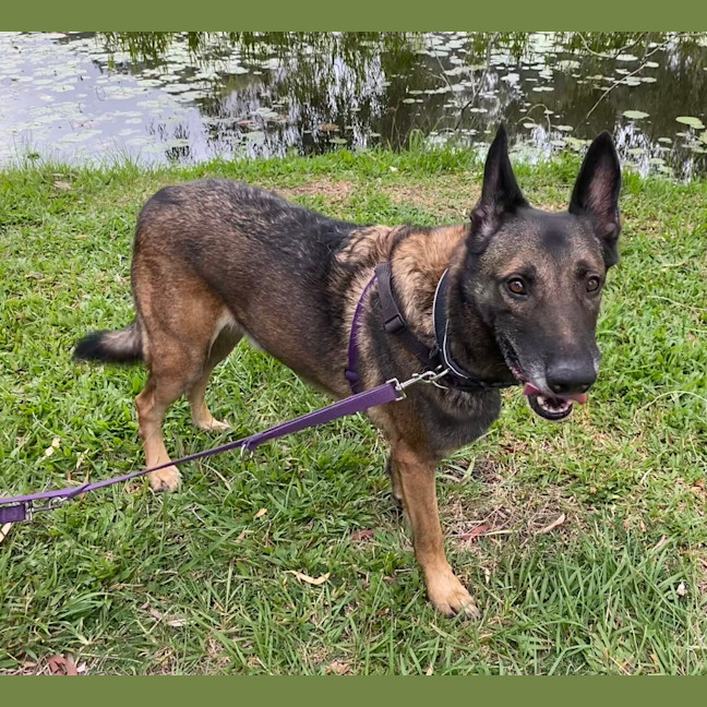 Photo of Buddy