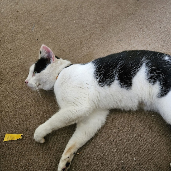 Photo of Purrdy