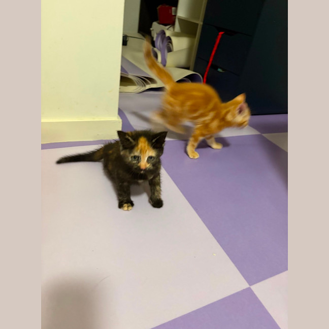 Photo of Kori **2nd Chance Cat Rescue**