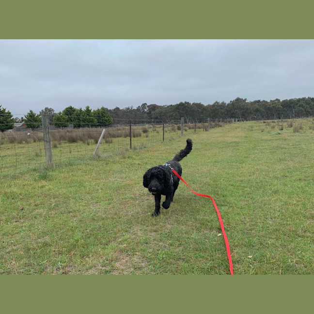 Photo of Scout