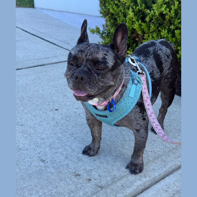 Photo of Coco   5 Year Old French Bulldog