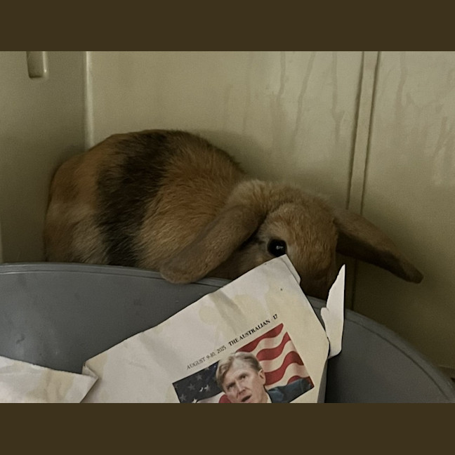 Photo of Aurora   Meet Me @ Petstock Engadine