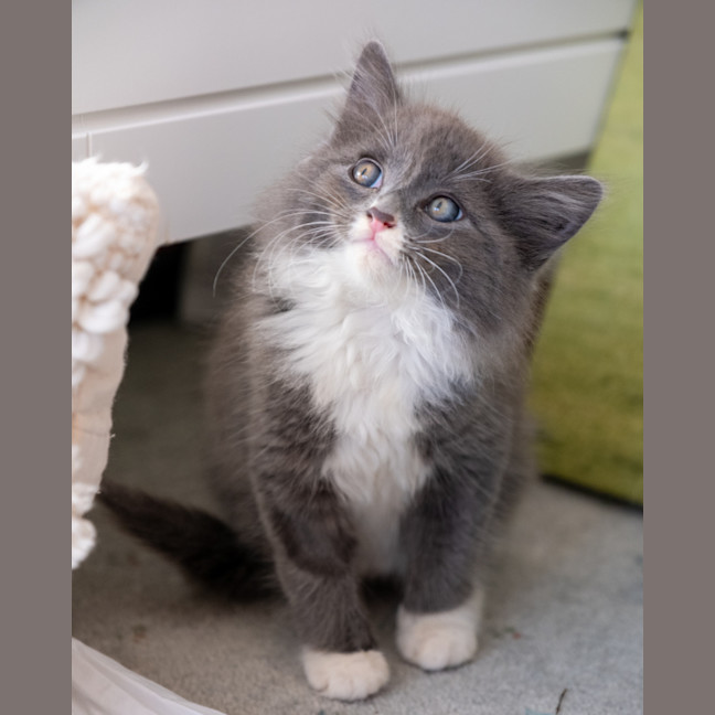Photo of Bluey