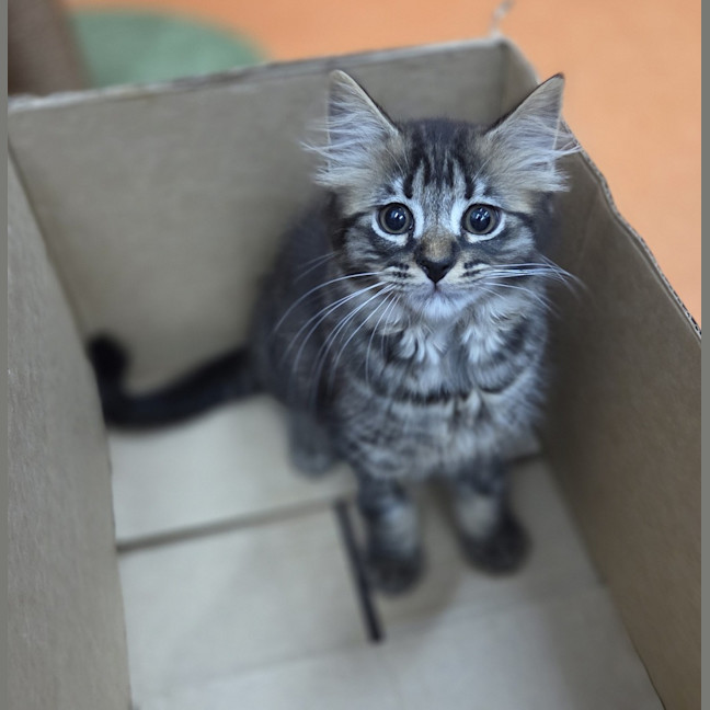 Photo of Bentley