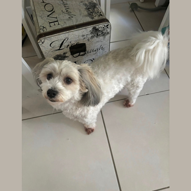 Photo of Millie