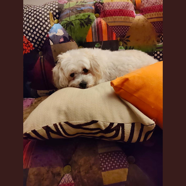 Photo of Cookie 🍪 