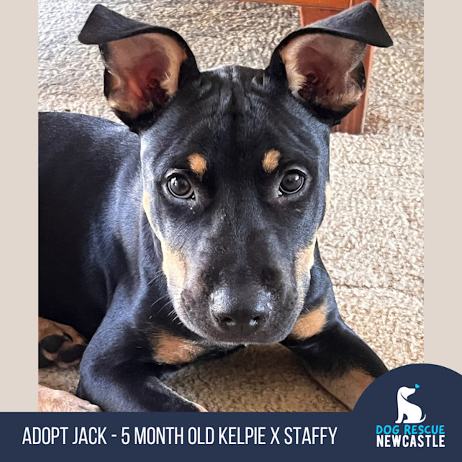 Photo of Jack   5 Month Old Kelpie X Staffy