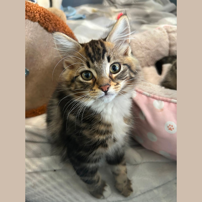 Photo of Ollie   Reduced Adoption Fee