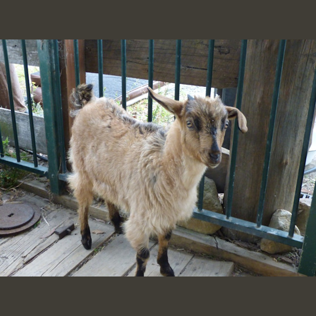 Photo of Cappuccino/Nessi 