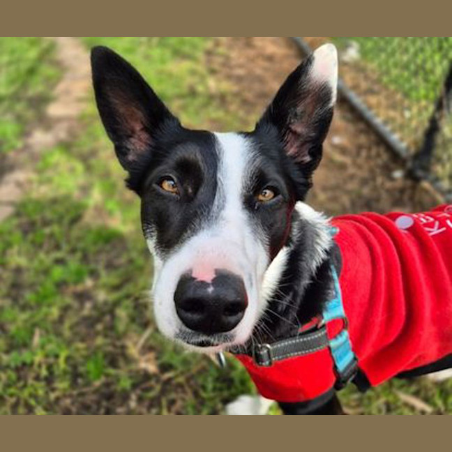 Photo of Otis