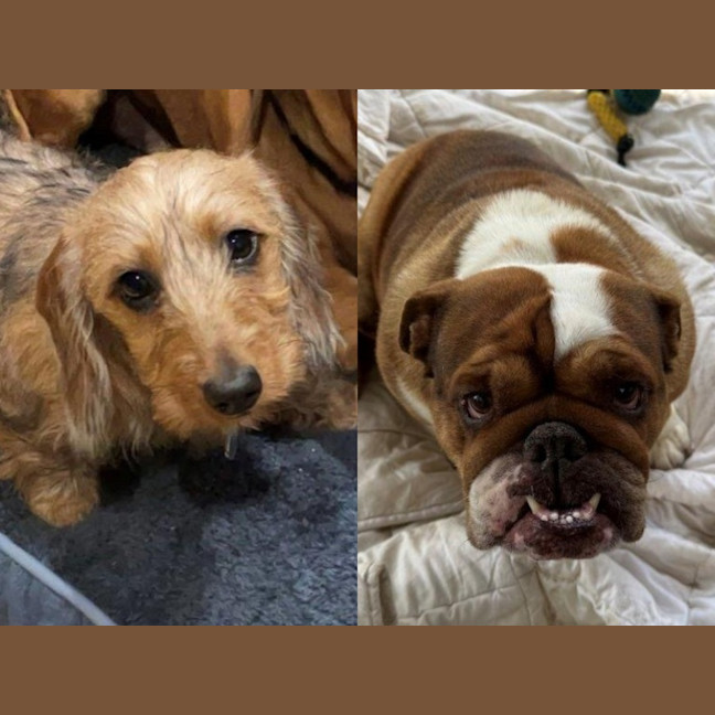 Photo of Sally And Jessie Wensleydale