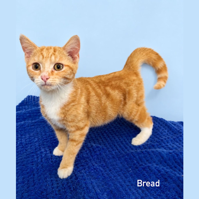 Photo of Bread