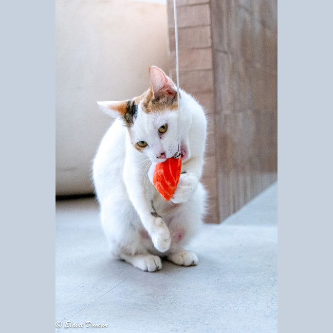 Photo of Pancake