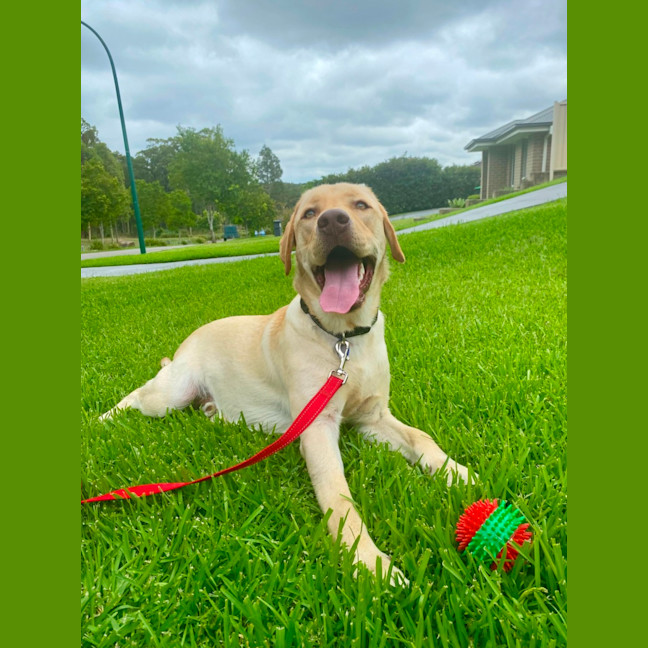 Photo of Walter   14 Month Old Labrador (Trial 22/12)
