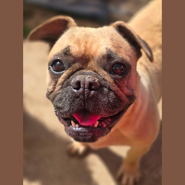 Photo of Josie
