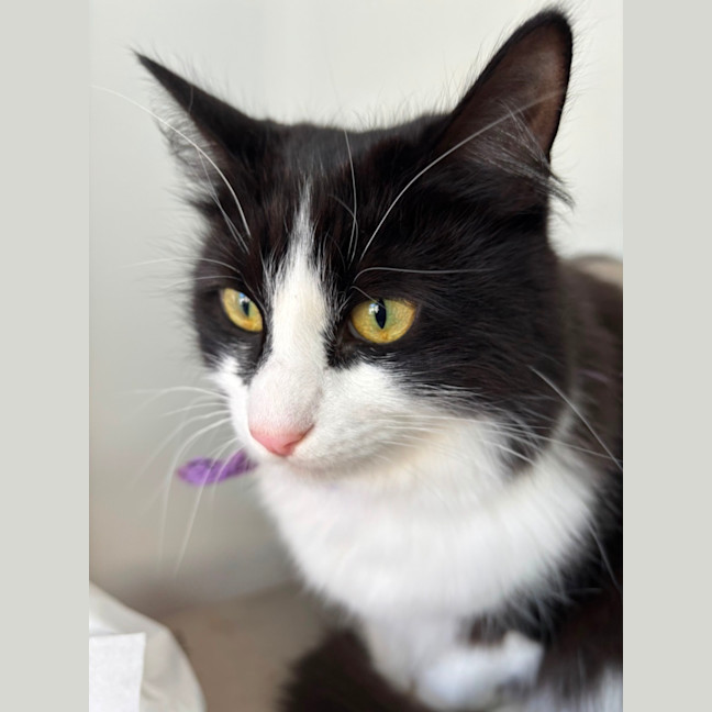 Photo of 🌸Silver 🐱