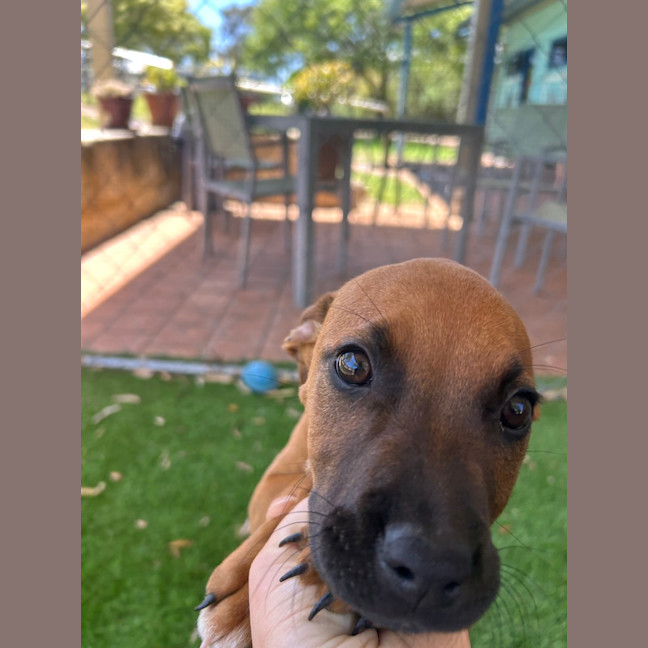 Photo of Ruby