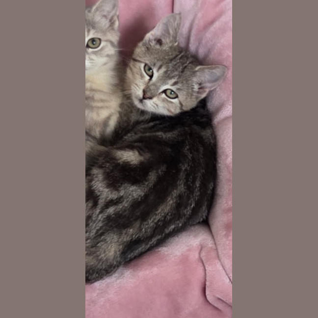 Photo of Blueberry