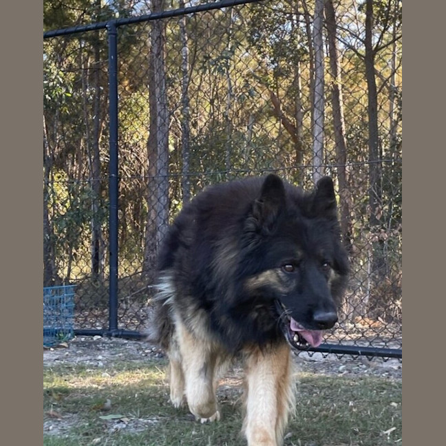 Photo of Loki