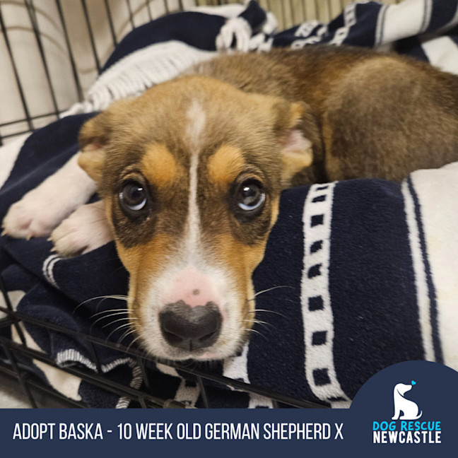 Photo of Baska   10 Week Old German Shepherd X