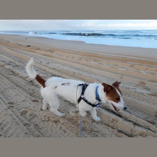 Photo of Stubby   8 Month Old Jack Russell 