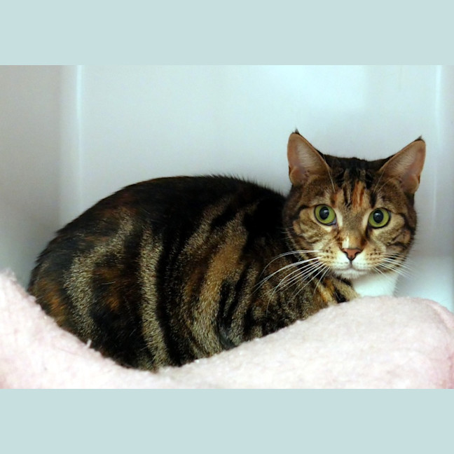 Photo of Nutmeg Rsta012162