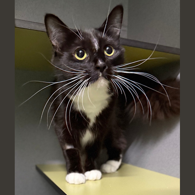 Photo of Shadow